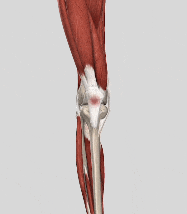 膝蓋腱のイラスト