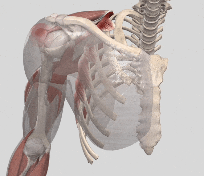 腱板のイラスト