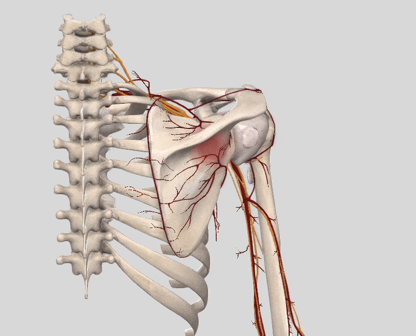 肩甲上神経のイラスト