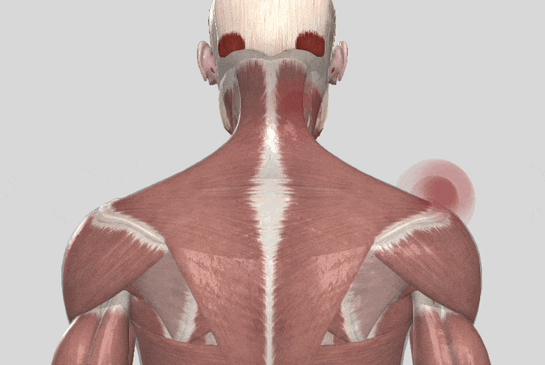 肩周囲のイラスト