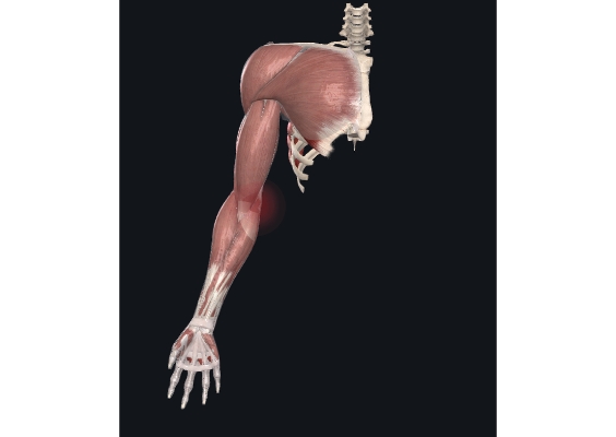 上肢内側のイラスト